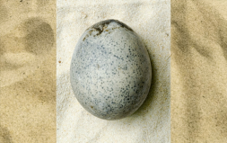 Bozulmamış 2 Bin Yıllık Tavuk Yumurtası Dünyada Bir İlk
