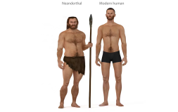 Neandertaller ile Homo Sapiensler Arasındaki Fark Nedir?