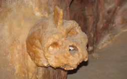 300 Bin Yıllık Kafatası Ne İnsana Ne de Neandertale Ait