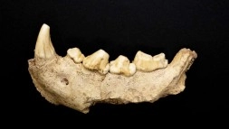 İtalya, Guattari Mağarasında Sırtlanların Yediği Dokuz Neandertalin Kalıntıları Bulundu